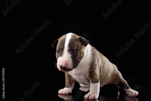 Obraz bull terrier