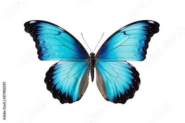 Fototapeta Beautiful cyan butterfly PNG with transparent background for design projects 