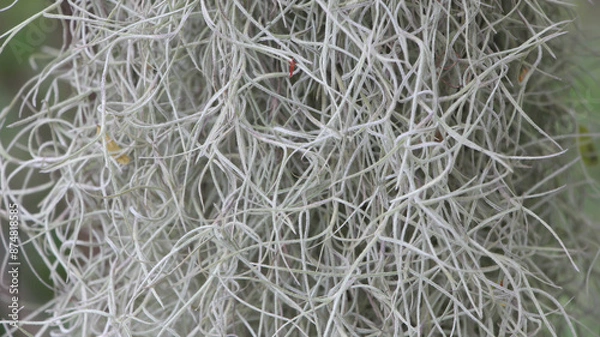Obraz Hermit's beard tree
