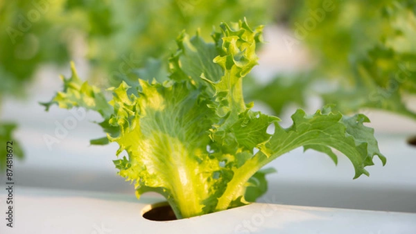 Obraz Hydroponic vegetables growing on white tracks