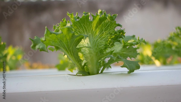 Obraz Hydroponic vegetables growing on white tracks