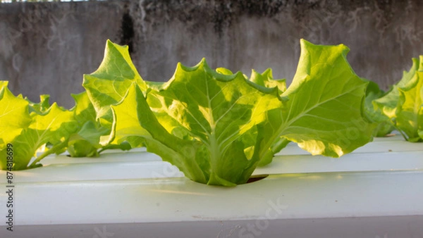 Obraz Hydroponic vegetables growing on white tracks