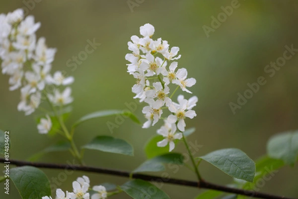 Obraz Beautiful white bird cherry tree blossoms in the spring forest. Sunny woodland scenery of native plants in Latvia, Northern Europe.