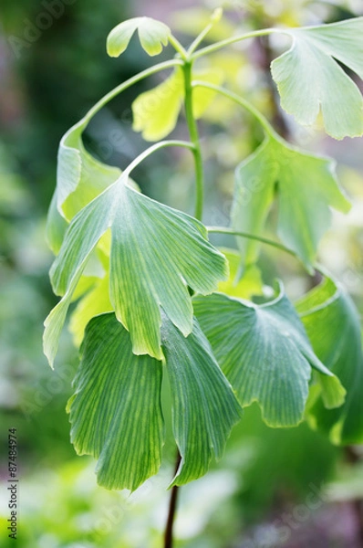 Fototapeta sprout of ginkgo biloba