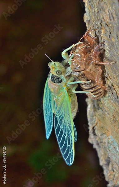 Obraz New-born cicada 3