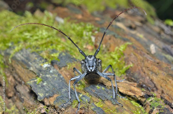 Obraz Capricorn beetle 2