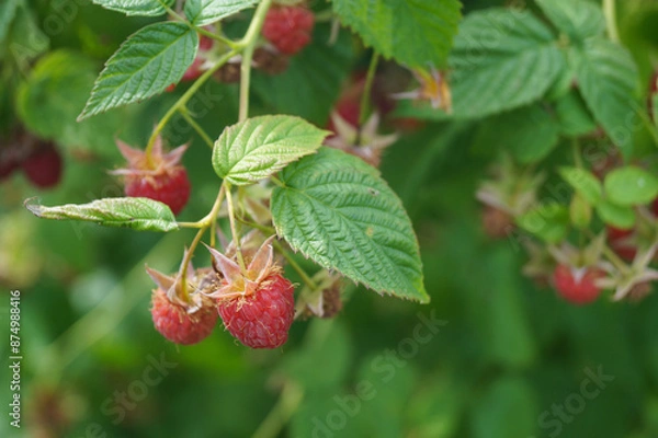 Obraz Raspberry branch with ripe red berry in the summer garden