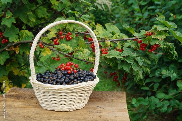 Fototapeta A basket with ripe currants on the background of bushes with berries