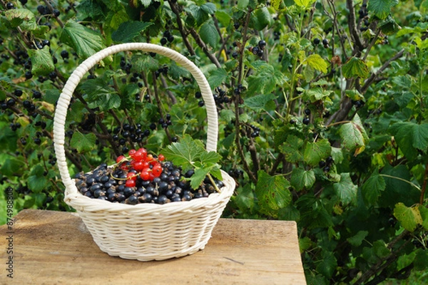 Fototapeta A basket with ripe currants on the background of bushes with berries