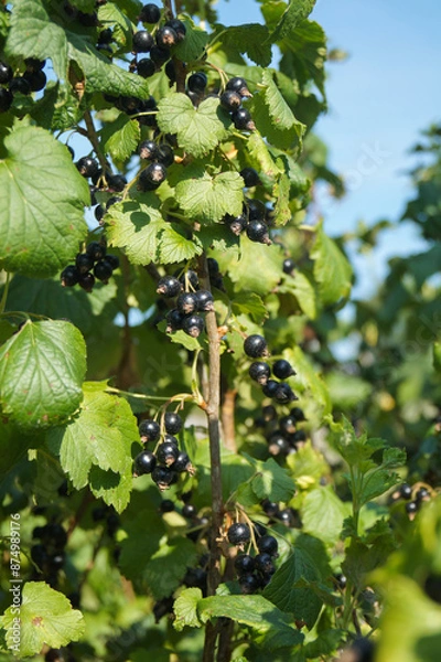 Fototapeta The black currant is ripe on the branches in the garden