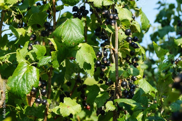 Fototapeta The black currant is ripe on the branches in the garden