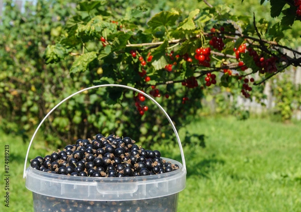 Fototapeta Bucket with black currant on the background of bushes with red berries