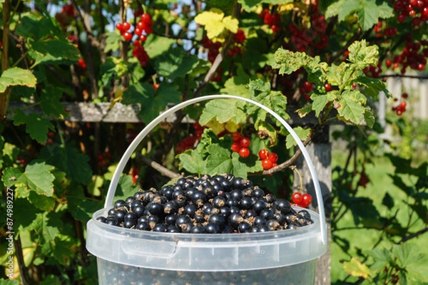 Fototapeta Bucket with black currant on the background of bushes with red berries