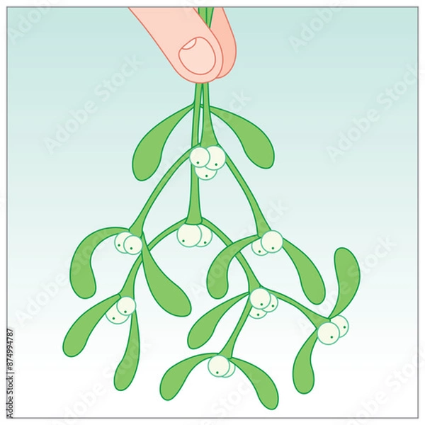 Fototapeta Two finger tips holding up a Festive Bouquet of Mistletoe on a cool background