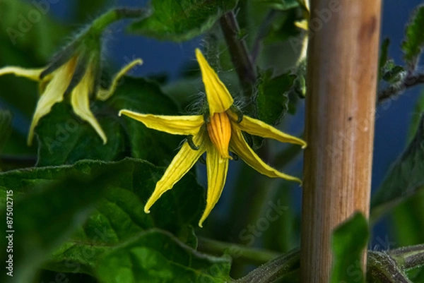 Obraz yellow tomato flower