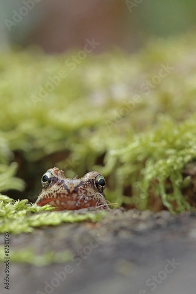 Obraz Common frog