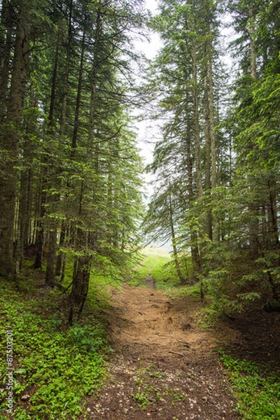 Obraz Spruce Tree Forest