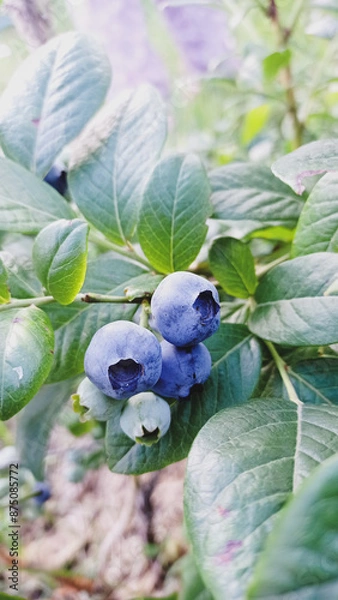 Obraz blueberries on the branch