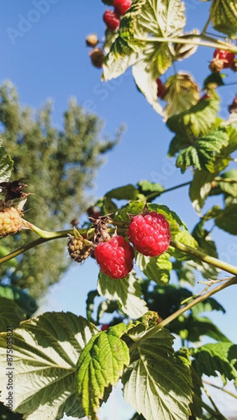 Obraz red berries on a branch