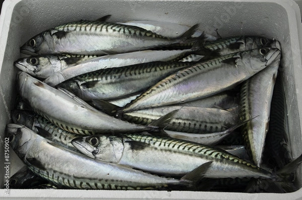 Obraz caisse de poissons