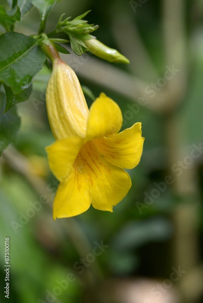 Fototapeta ヒメアリアケカズラ