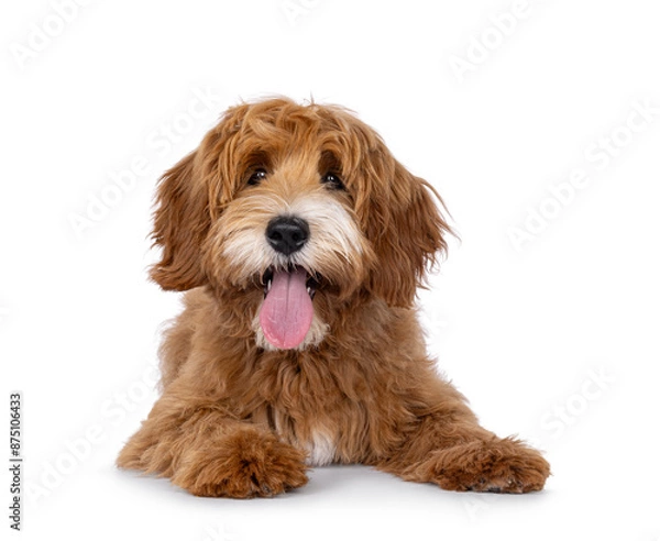 Fototapeta Happy labradoodle dog puppy laying down facing front. Looking straight to camera with tongue out. Isolated on a white background.