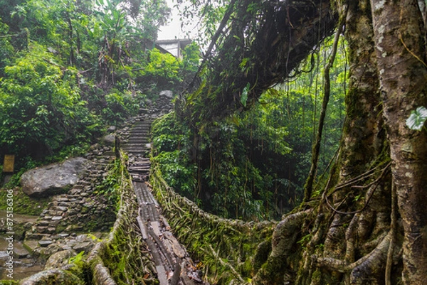 Fototapeta Double decker living root bridge  in nongriat village in cherrapunjee meghalaya India. This bridge is formed by training tree roots over years to knit together.