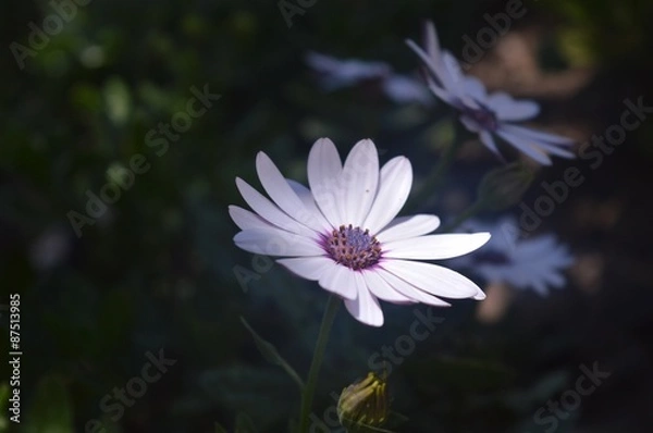 Fototapeta yalnız çiçek