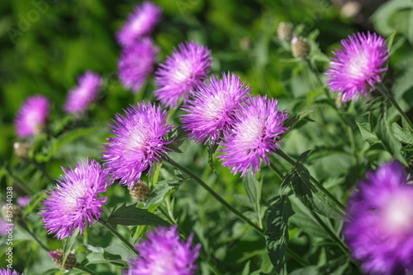 Obraz Stokesia laevis