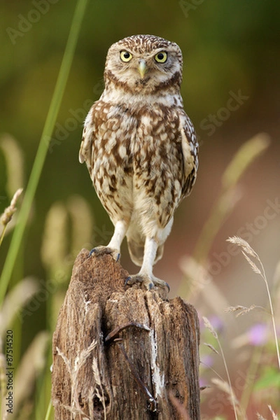 Obraz Little owl standing to attention on a piece of farm machinery