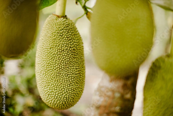 Obraz Jackfruit growing on a tree