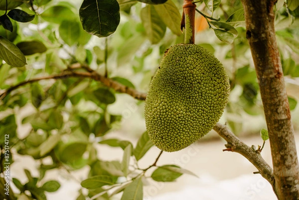 Obraz Jackfruit growing on a tree