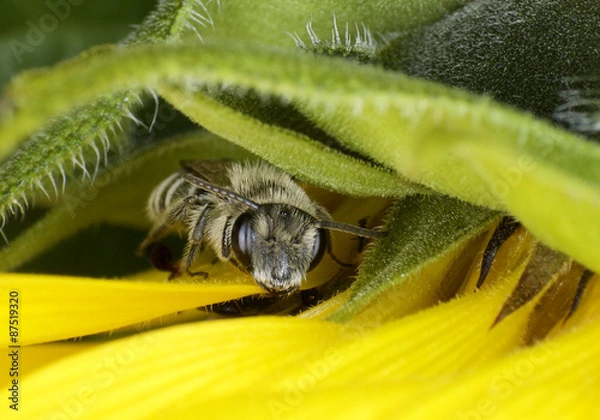Obraz Versteckt,zwischen den Blättern einer Sonnenblume.