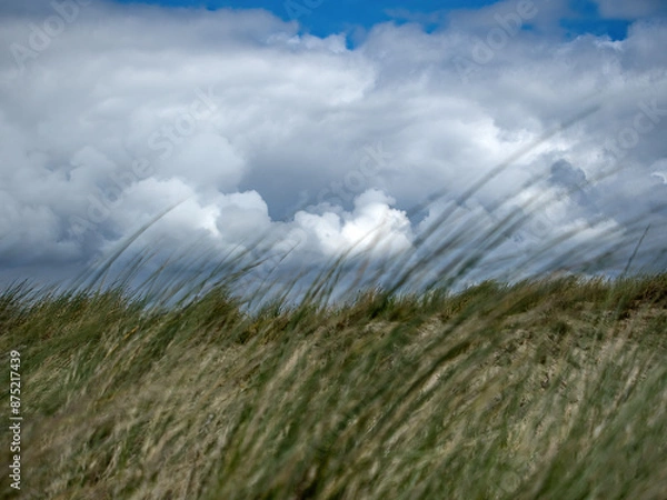 Obraz Gräser im Wind