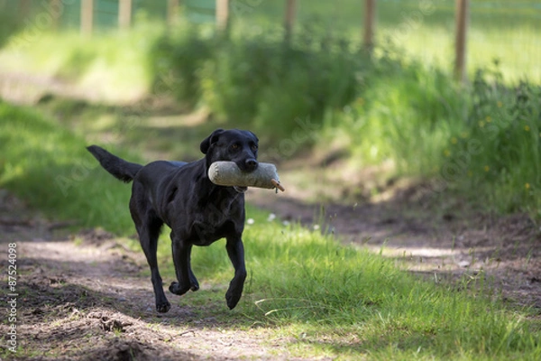 Fototapeta Labrador Retriever with a Training Dummy