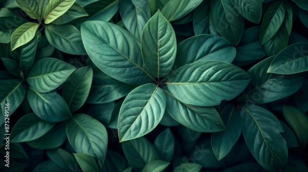 Obraz A close up of a plant with dark green leaves and brown veins.