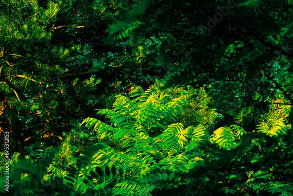 Obraz Tree branches illuminated by the morning sunlight