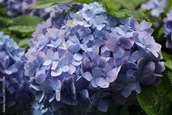 Obraz あじさい満開