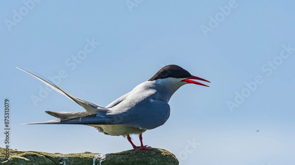 Obraz Arctic Tern (Sterna paradisaea)