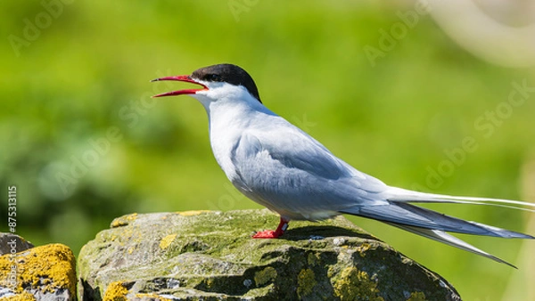 Obraz Arctic Tern (Sterna paradisaea)