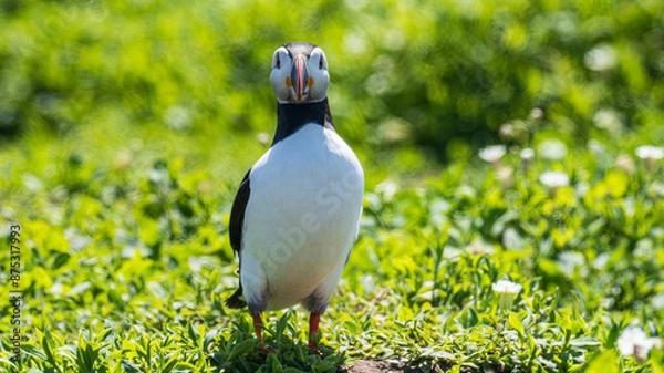 Obraz looking Puffin (Fratercula arctica)