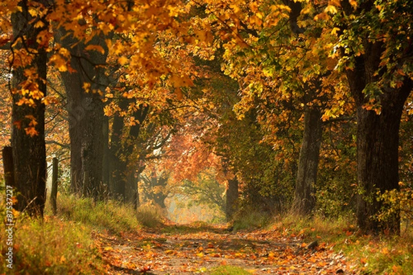 Obraz Sunny Autumn country scene