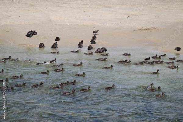 Obraz Ducks swimming in the North Sea and walking at the beach
