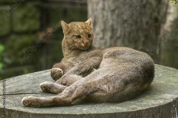 Obraz jaguarundi