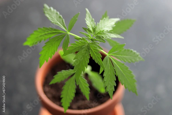 Obraz Marijuana in pot.