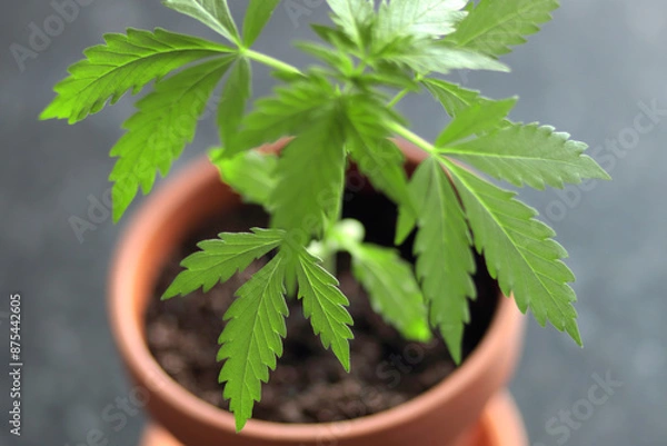 Obraz Homegrown marijuana.