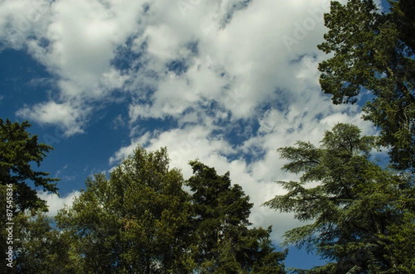 Obraz texture forest and sky