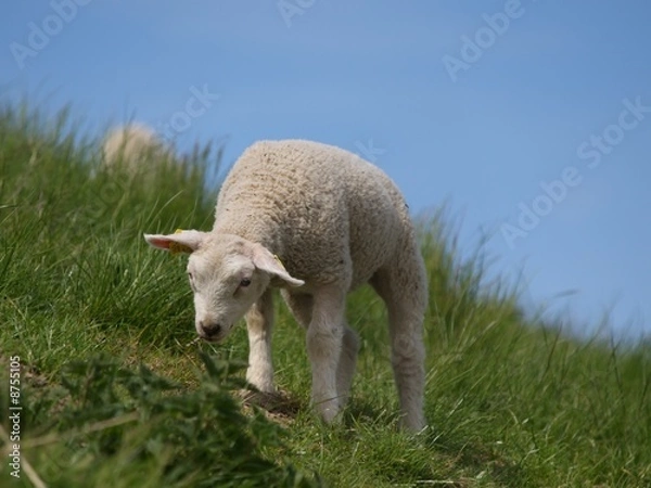 Fototapeta Wit ups and downs