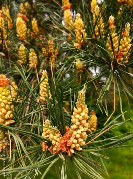 Fototapeta pine cones on the tree