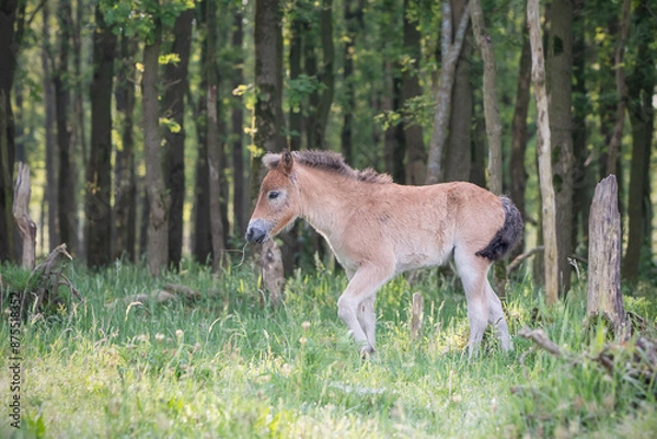 Obraz Exmoor Pony foal
